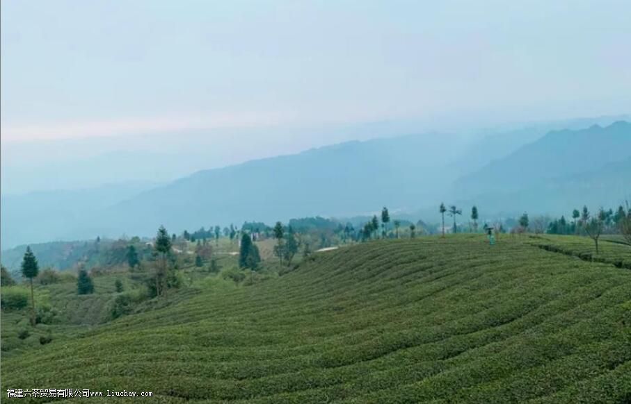 �Ĵ���ֲ�����������Щ