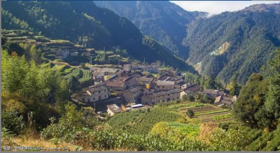 松阳茶的特点以及种类 松阳茶的特点以及种类