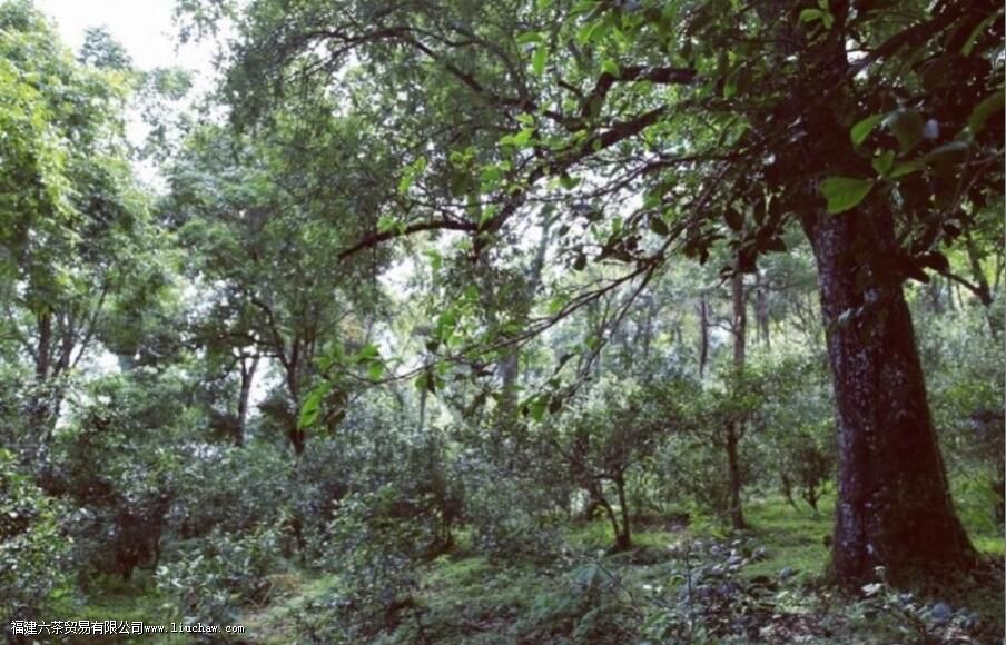 塔尖是什么茶 塔尖是什么茶