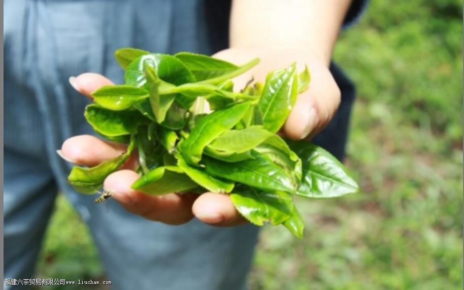 塔尖是什么茶 塔尖是什么茶