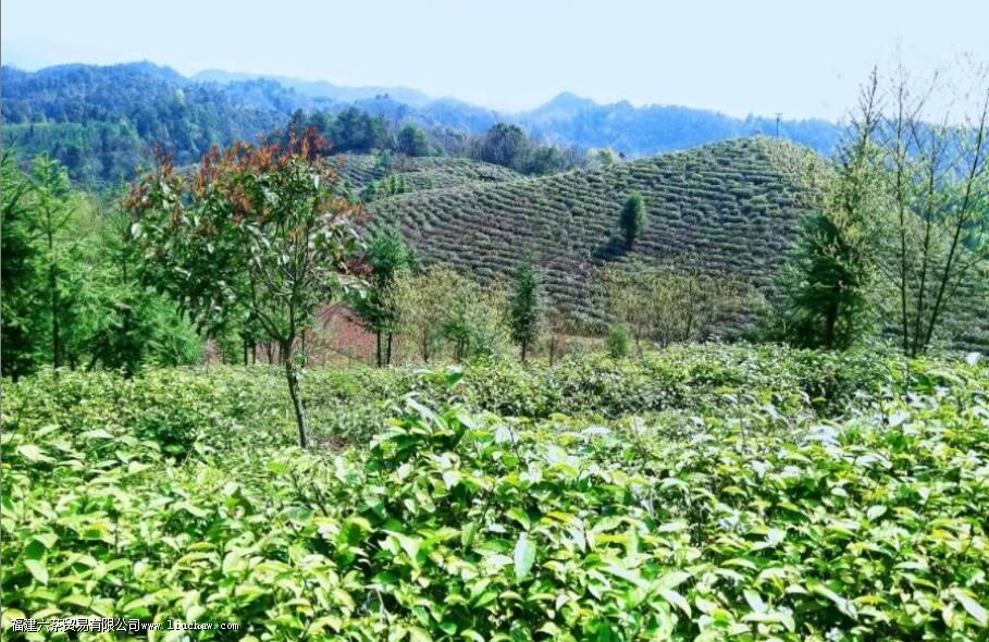 ̲����ʲô�� ̲����ص�