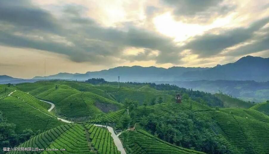 覃塘毛尖特点 覃塘毛尖特点