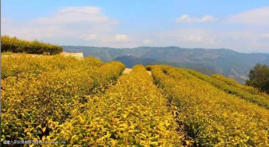 ��̨ɽ�Ʋ���ʲô��