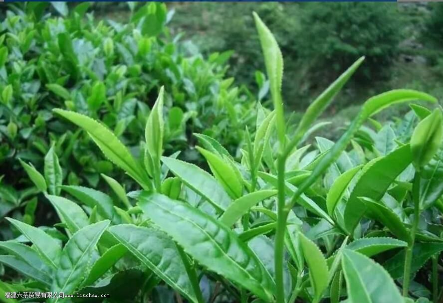 铁观音采摘标准是什么 铁观音采摘标准是什么