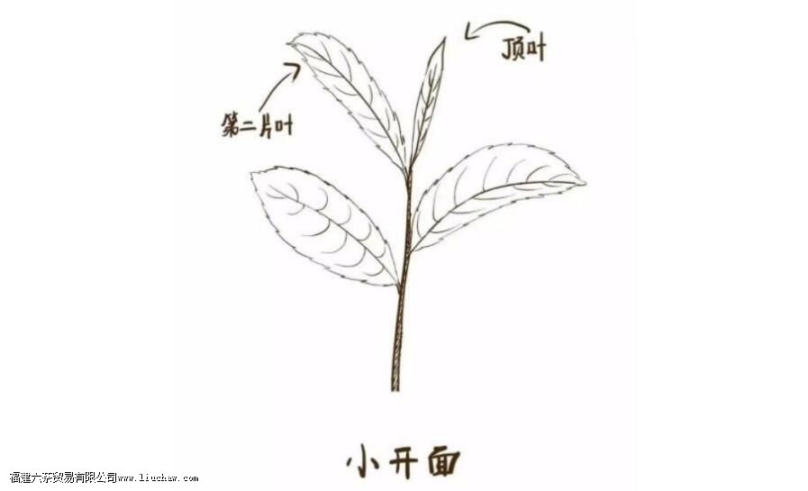 铁观音采摘标准是什么 铁观音采摘标准是什么