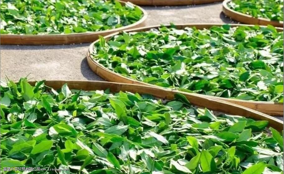 铁观音采摘标准是什么 铁观音采摘标准是什么