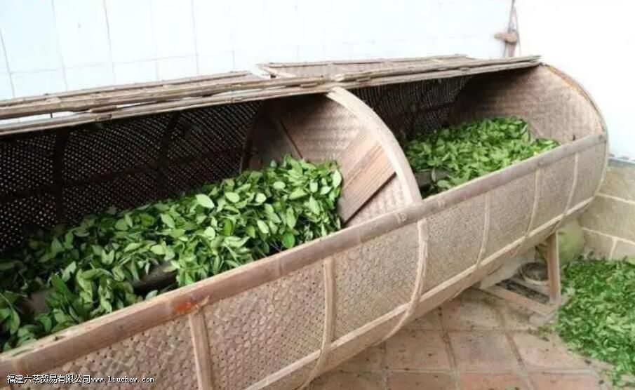 铁观音采摘标准是什么 铁观音采摘标准是什么