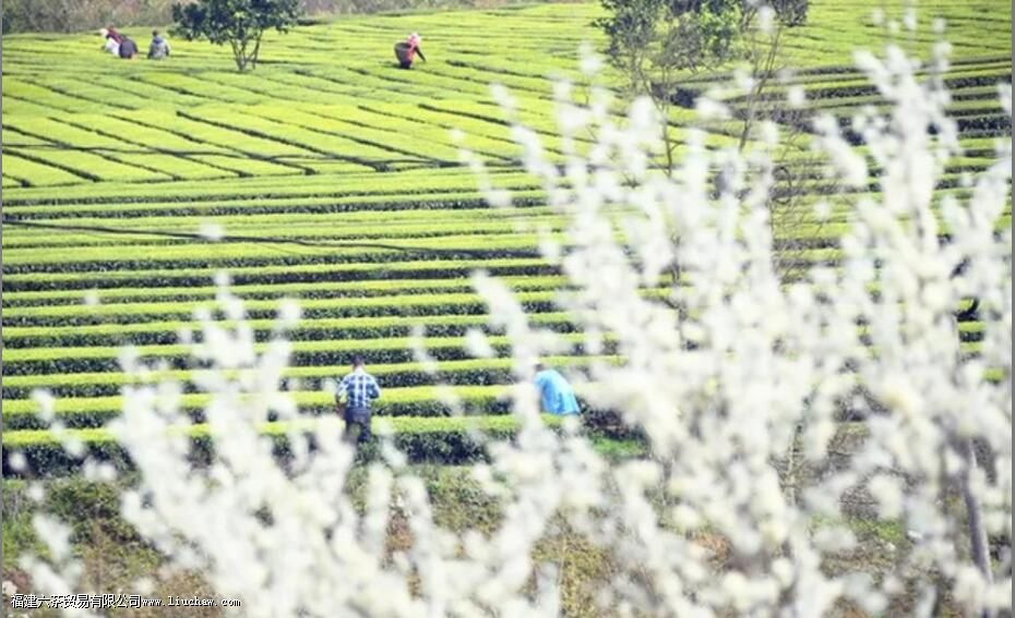 ͷ�ɲ衢ͷ���衢��ǰ�衢��ǰ�裬������Щ�Ͷ���