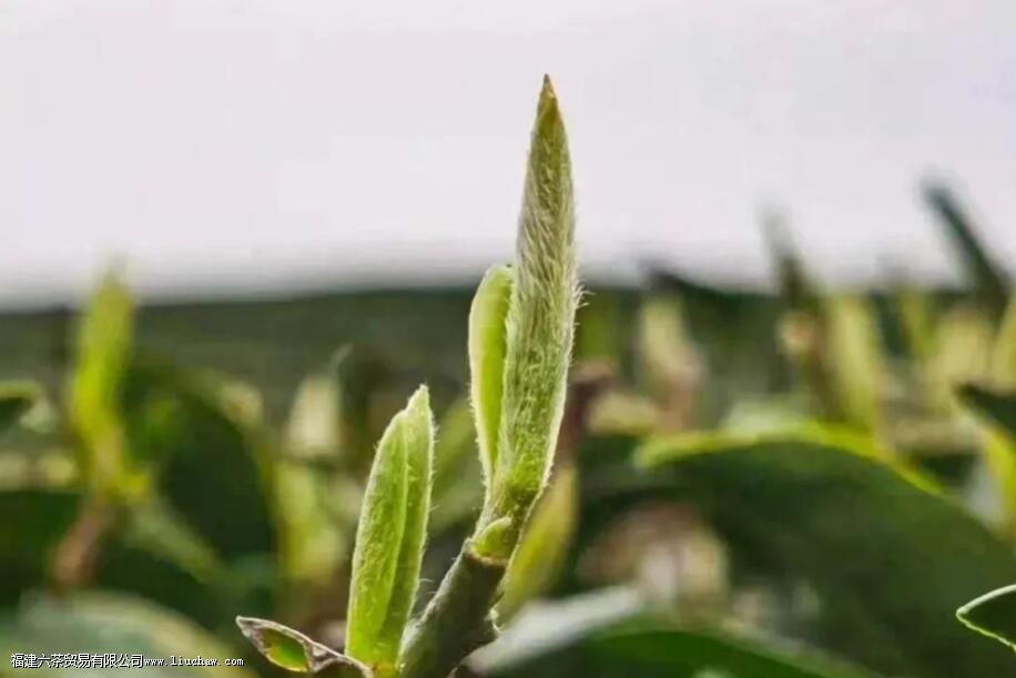 ͷ�ɲ衢ͷ���衢��ǰ�衢��ǰ�裬������Щ�Ͷ���