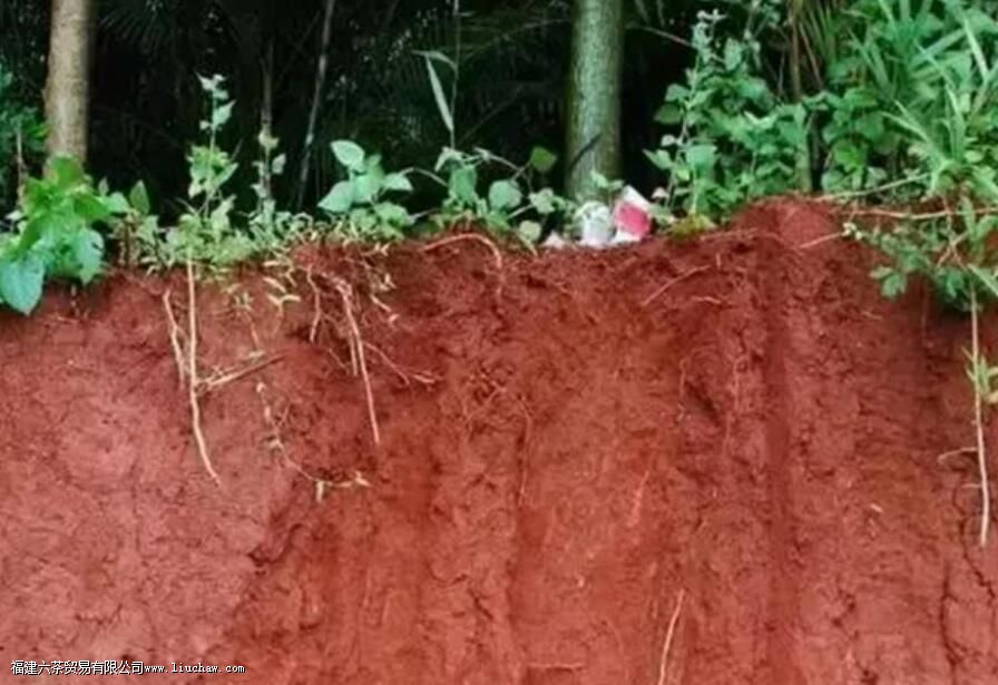 Ϊʲô�̲�ֲ��ڳ�������