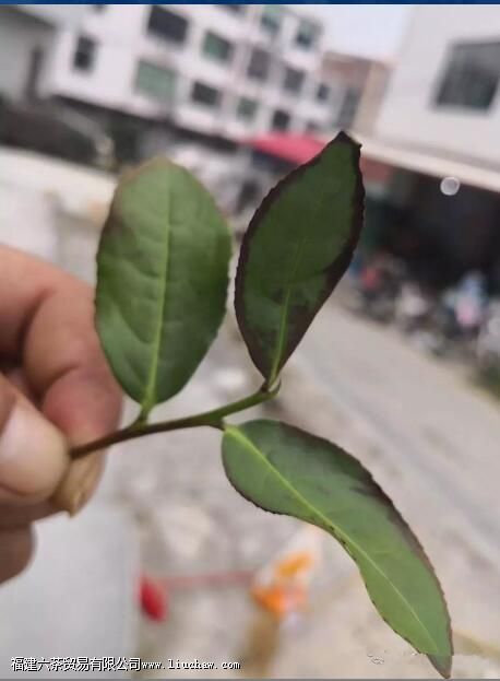 Ϊʲô˵��Ϫ�����������Ľܳ�����