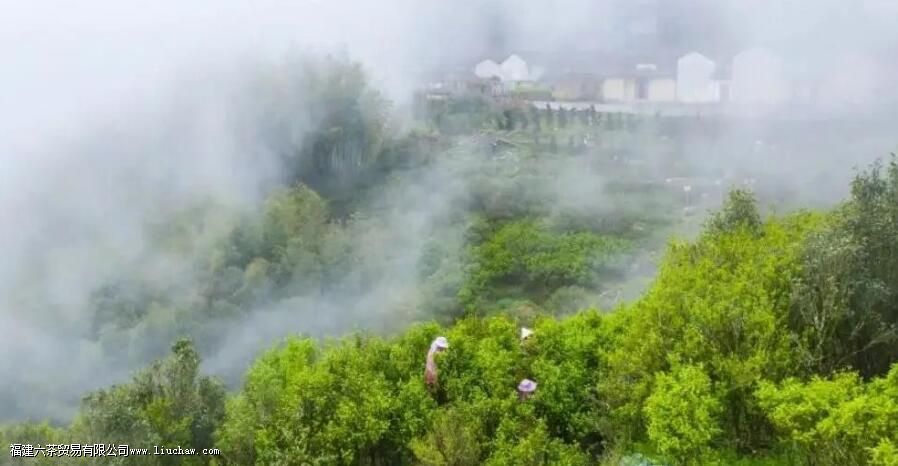 乌东单枞是什么茶 乌东单枞是什么茶