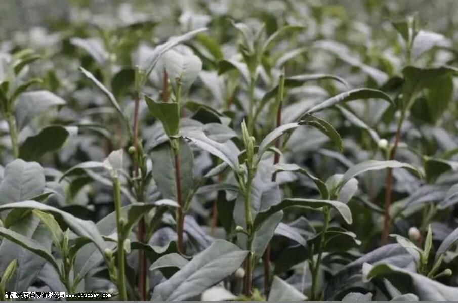 ��ţ������ʲô��Ҷ