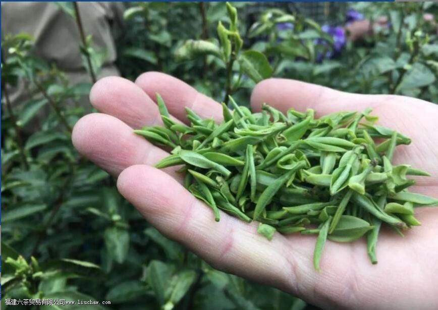 ��ţ������ʲô��Ҷ