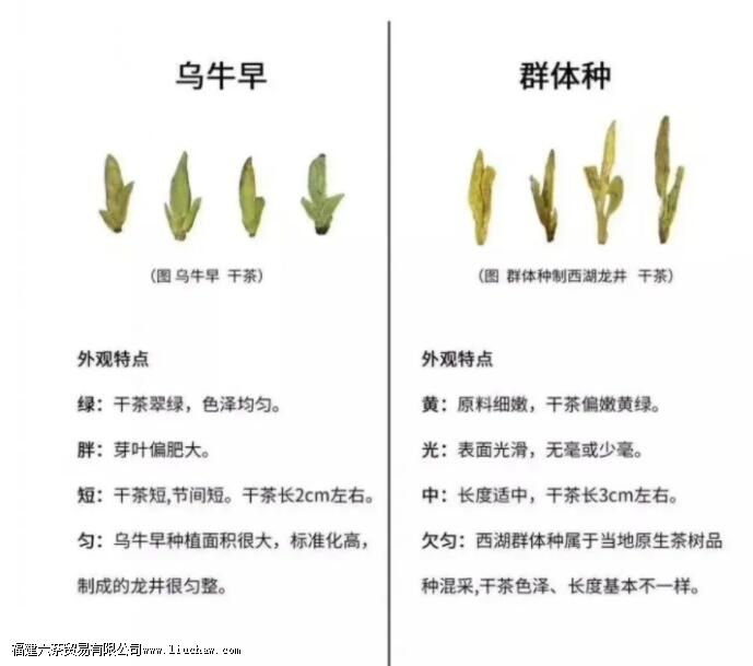 ��ţ������ʲô��Ҷ