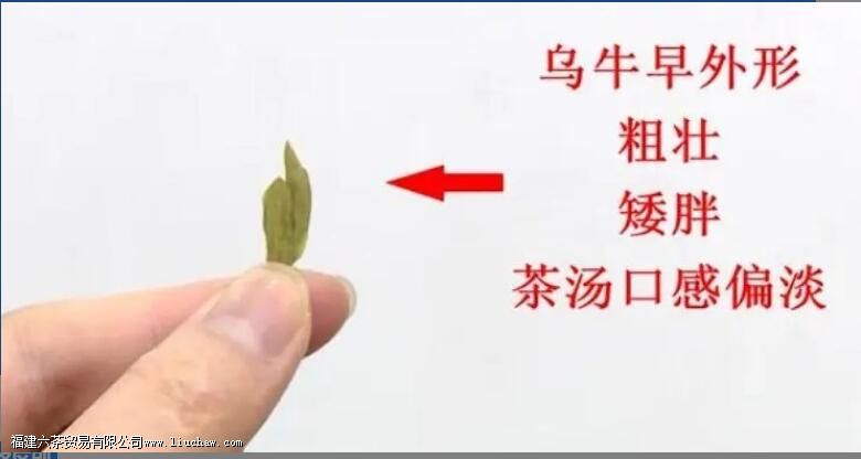 ��ţ������ʲô��Ҷ