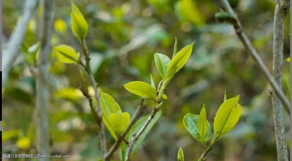 ����ɽë����ʲô������Щ�ص�