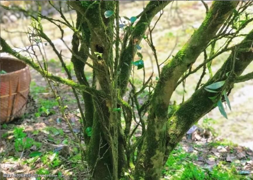 ����ɽ����֮��ժʱ��һ��