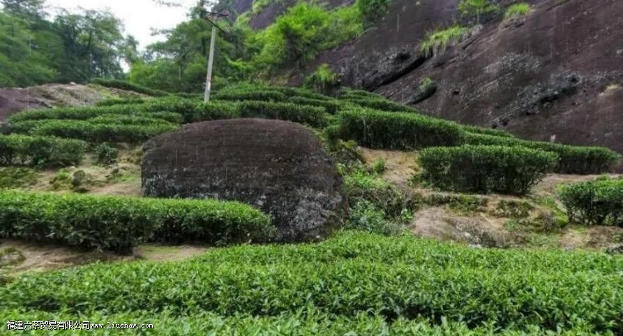 武夷岩茶奇兰的特点 武夷岩茶奇兰的特点