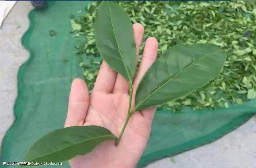 武夷岩茶奇兰的特点 武夷岩茶奇兰的特点