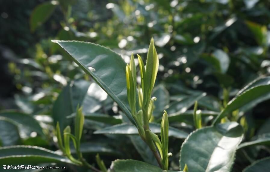 婺源绿茶是什么茶有哪些特点 婺源绿茶是什么茶有哪些特点