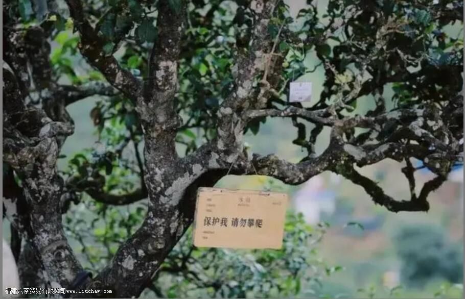 西半山有哪些茶叶 西半山有哪些茶叶