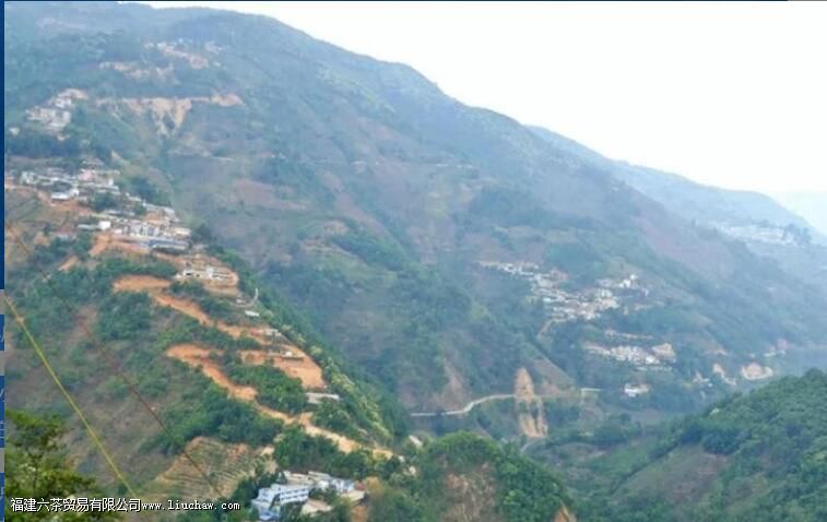 西半山有哪些茶叶 西半山有哪些茶叶