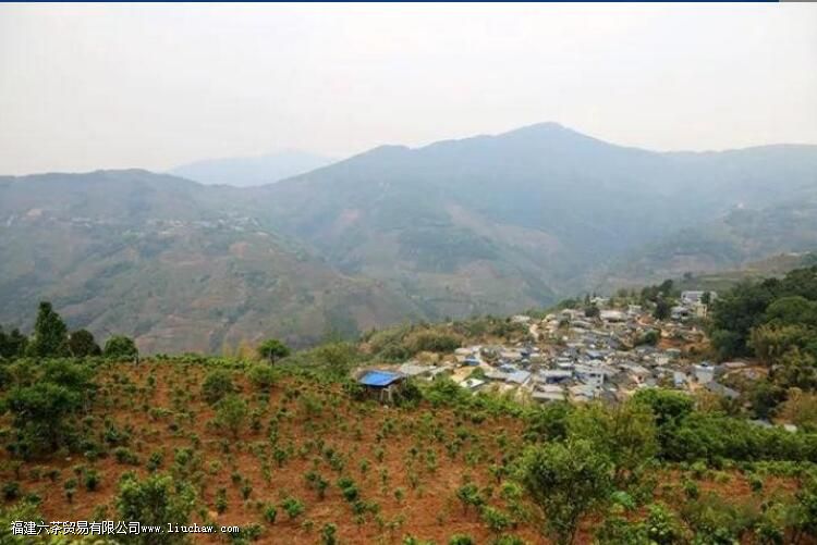 西半山有哪些茶叶 西半山有哪些茶叶