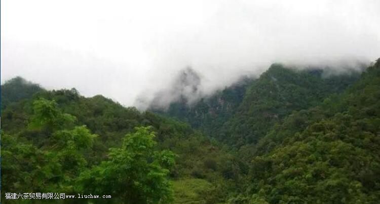 西半山有哪些茶叶 西半山有哪些茶叶