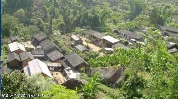 西半山有哪些茶叶 西半山有哪些茶叶