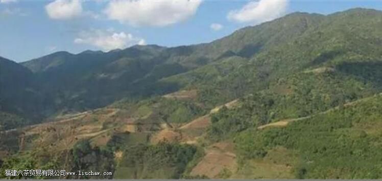 西半山有哪些茶叶 西半山有哪些茶叶