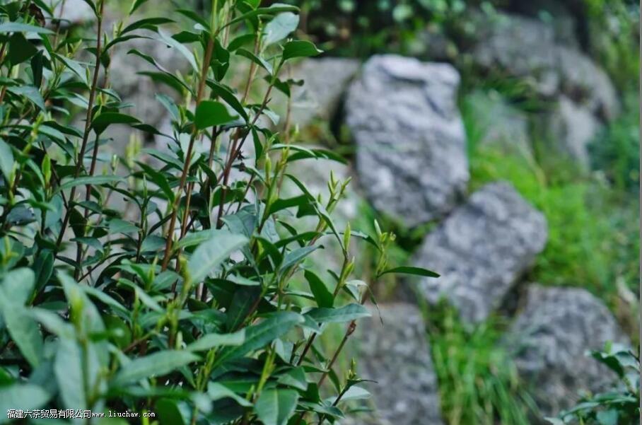 ����������԰��Ҫ�ֲ����ص�