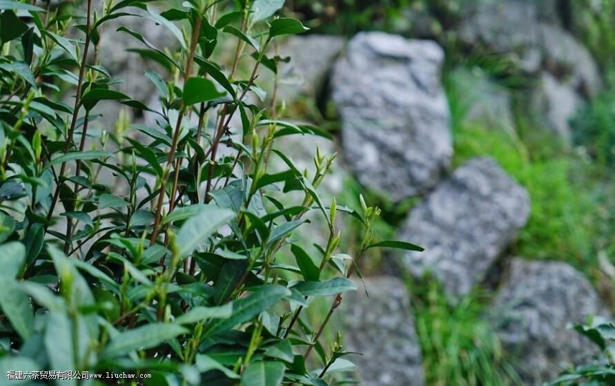 ������������ʲô����