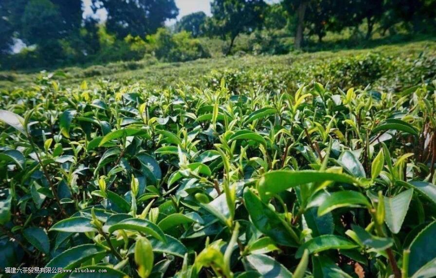 ��ɽ����ʲô����ЩƷ���ص�