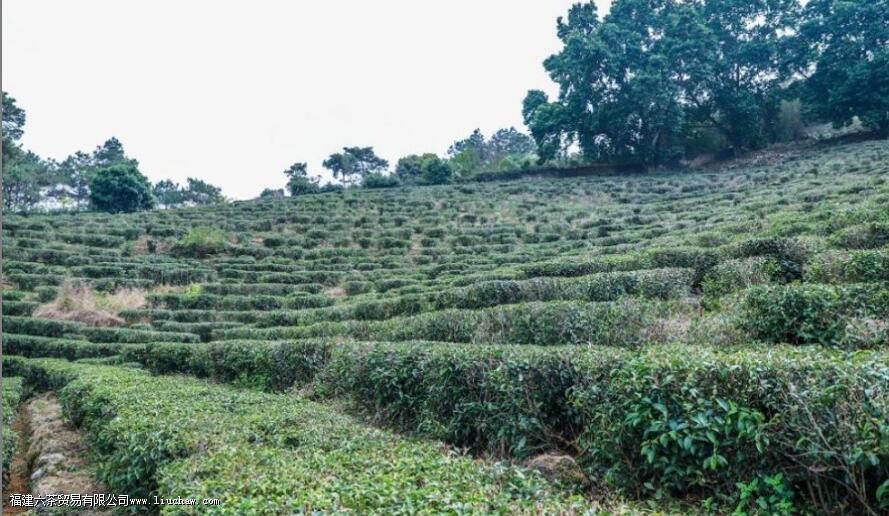 ��ɽ����ʲô����ЩƷ���ص�