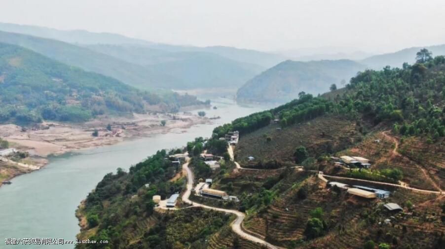 �������Ķ��Ĳ�Ҷ