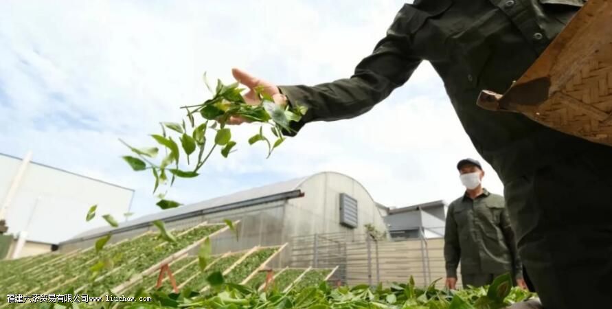 �ʲ�Ҷɱ����Ҫ���յ�Ҫ������Щ