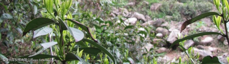 ����Ұ���裬��ʲô����