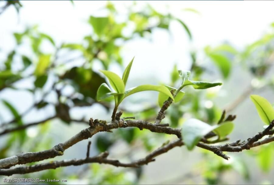 С������ʲô��