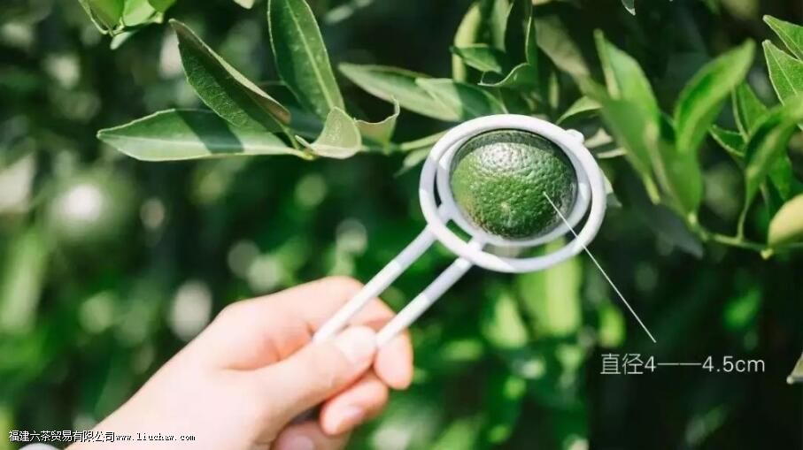 С��̵���Ƥ��������Ƥ����