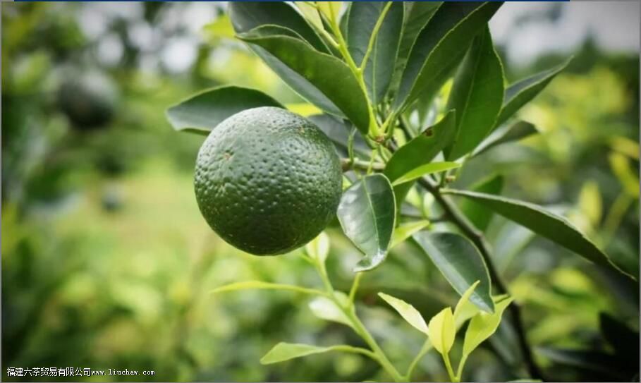 С��̺ͳ�Ƥ��ʲô����