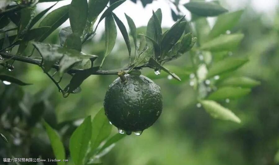 С��̺ͳ�Ƥ��ʲô����