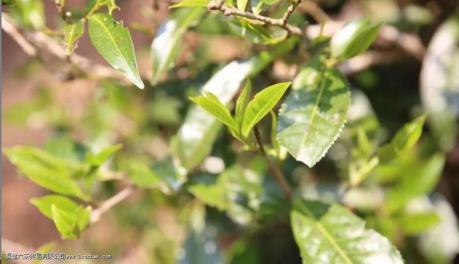 С������̨�ز裬�����к�����