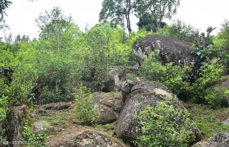 小昔归是什么茶 小昔归是什么茶