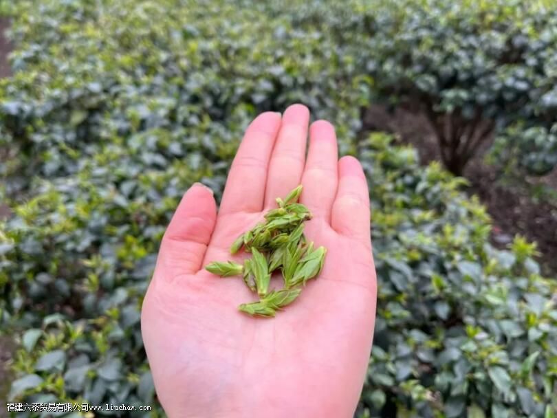 СҶ�ඡ����ʲô��