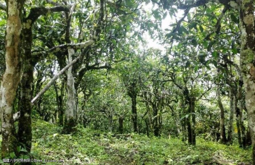 新班章普洱茶有哪些特点 新班章普洱茶有哪些特点