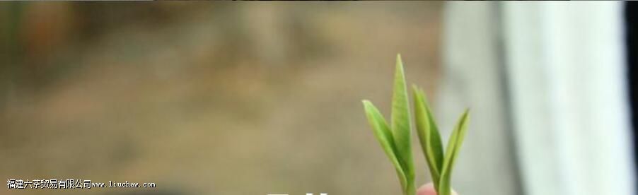 ���ֺ�ʲô��ȽϺ�