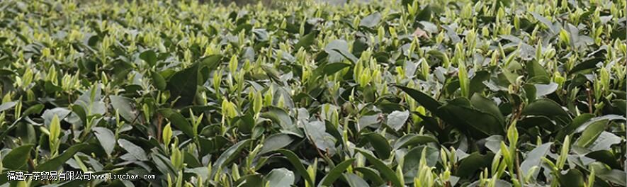 兴国白茶是什么茶 兴国白茶是什么茶