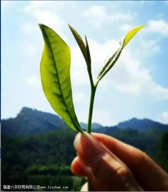 �Ҳ�ļӹ����ս���