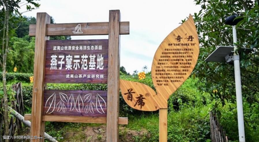 燕子窠肉桂是什么茶 燕子窠肉桂是什么茶